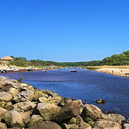 Canopy Entre Pins Et