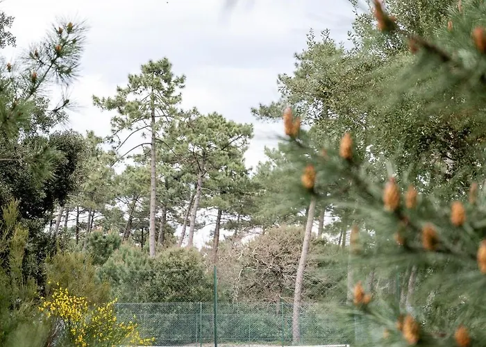 Canopy Entre Pins Et Ferienhaus
