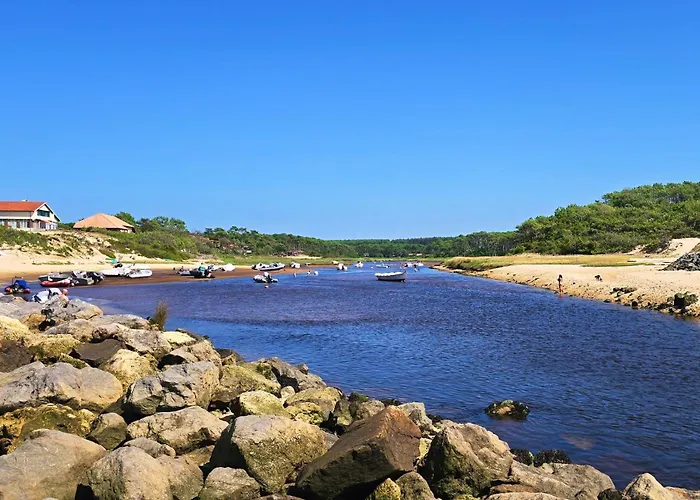 Canopy Entre Pins Et